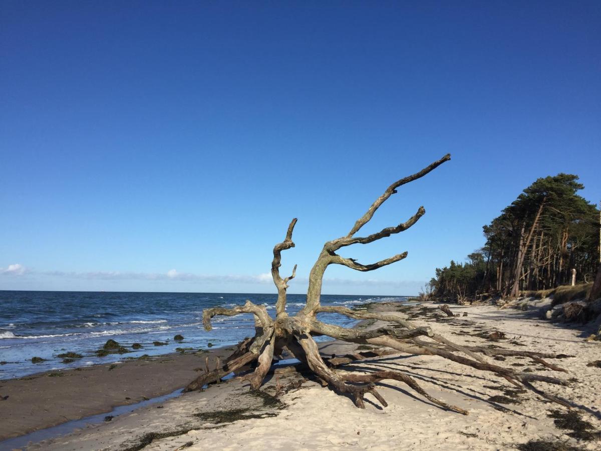 Ferienwohnung Strandperle Prerow Bagian luar foto